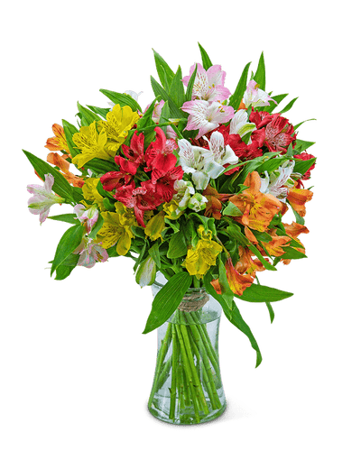 Cheerful Alsoromeria - Village Floral Designs and Gifts