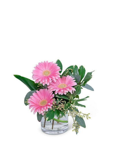 Gerbera Simplicity - Village Floral Designs and Gifts