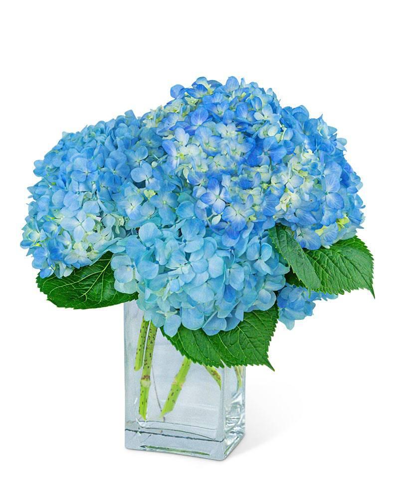 Hydrangeas In Blue - Village Floral Designs and Gifts