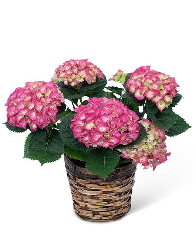 Pink Hydrangea Plant - Village Floral Designs and Gifts