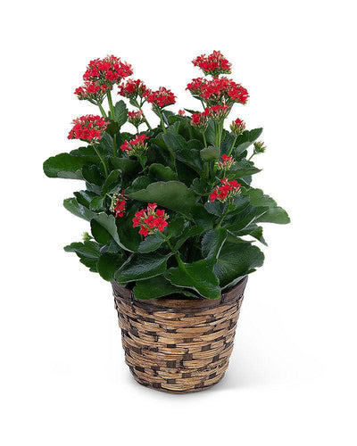 Red Kalanchoe Plant - Village Floral Designs and Gifts
