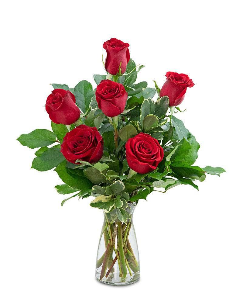 Red Roses (6) - Village Floral Designs and Gifts