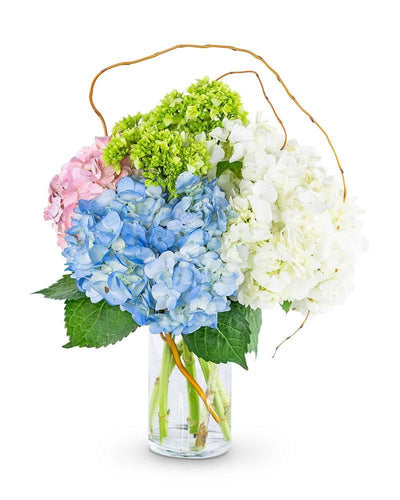 Sweet Hydrangea - Village Floral Designs and Gifts