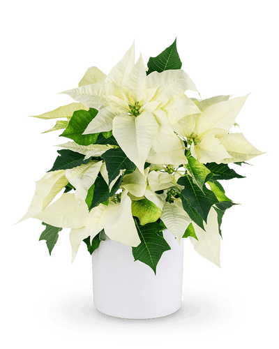 White Poinsettia Plant - Village Floral Designs and Gifts