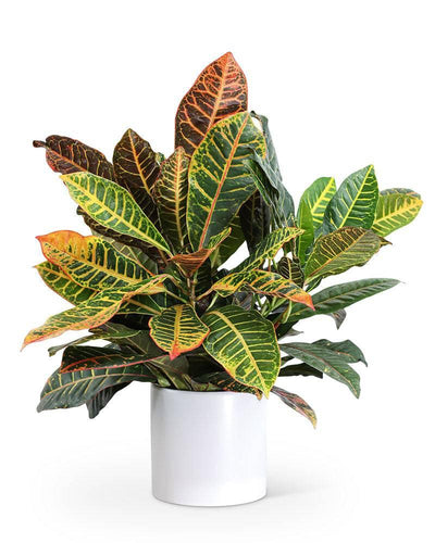 Croton Petra Plant - Village Floral Designs and Gifts