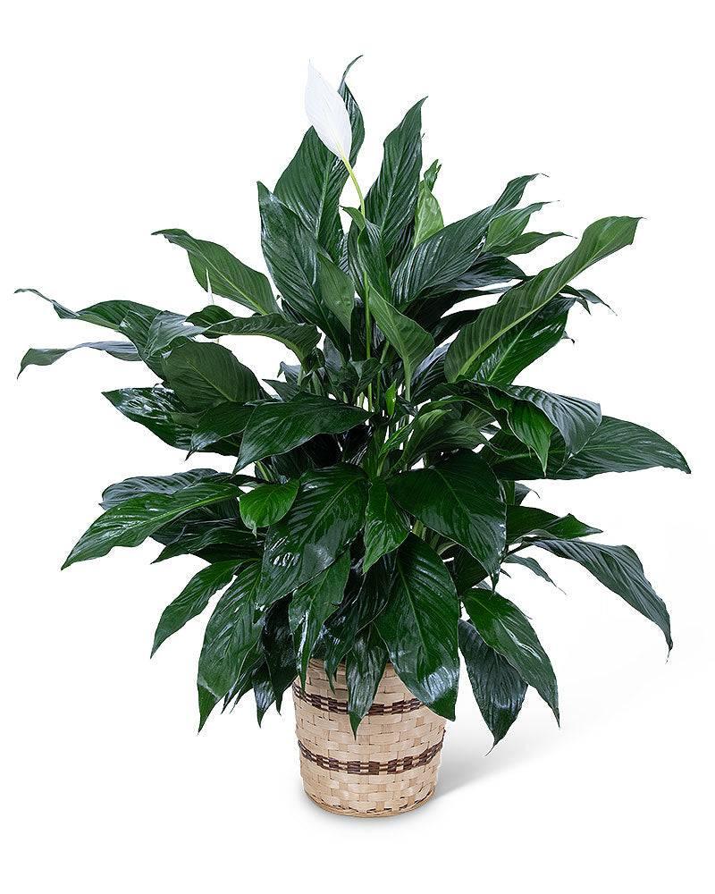 Medium Peace Lily Plant - Village Floral Designs and Gifts