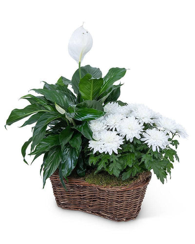 Peace Lily with White Mum Plant - Village Floral Designs and Gifts