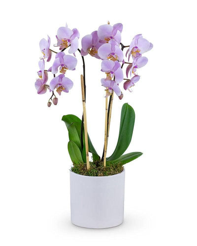 Phalaenopsis Orchid - Village Floral Designs and Gifts