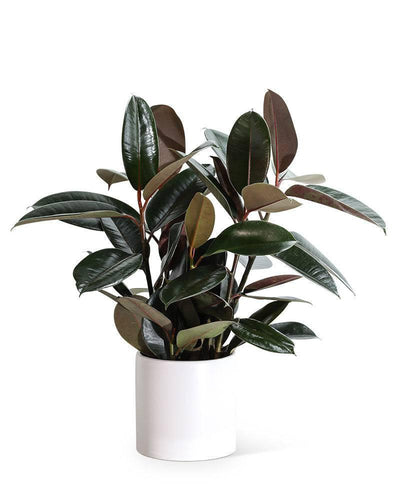 Rubber Tree Plant - Village Floral Designs and Gifts