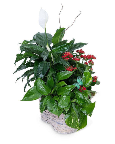 Verdant Basket with Butterflies - Village Floral Designs and Gifts
