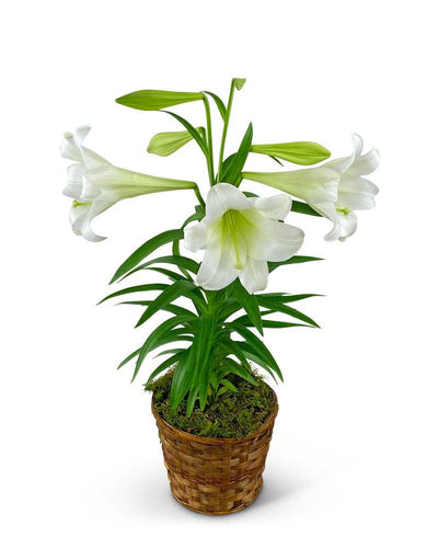 Easter Lily Plant in Basket - Village Floral Designs and Gifts