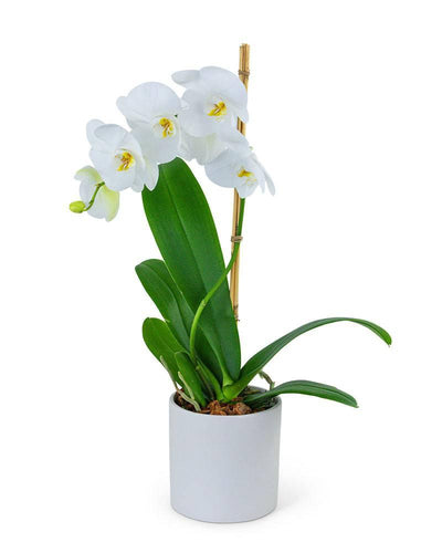 White Orchid Plant - Village Floral Designs and Gifts