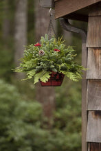 Load image into Gallery viewer, Yuletide Hanging Basket - Village Floral Designs and Gifts
